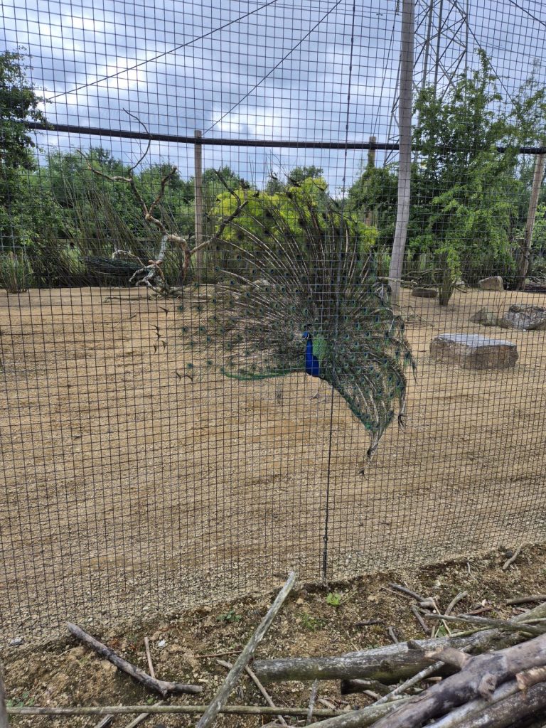 Chester Zoo